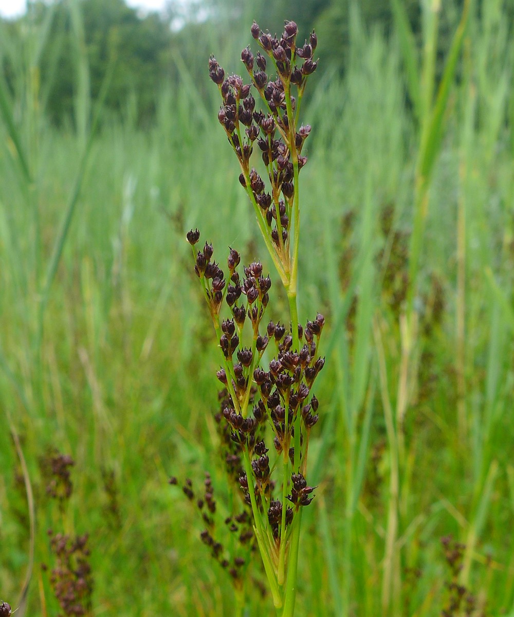 Juncus alpinoarticulatus, Alpine Rush